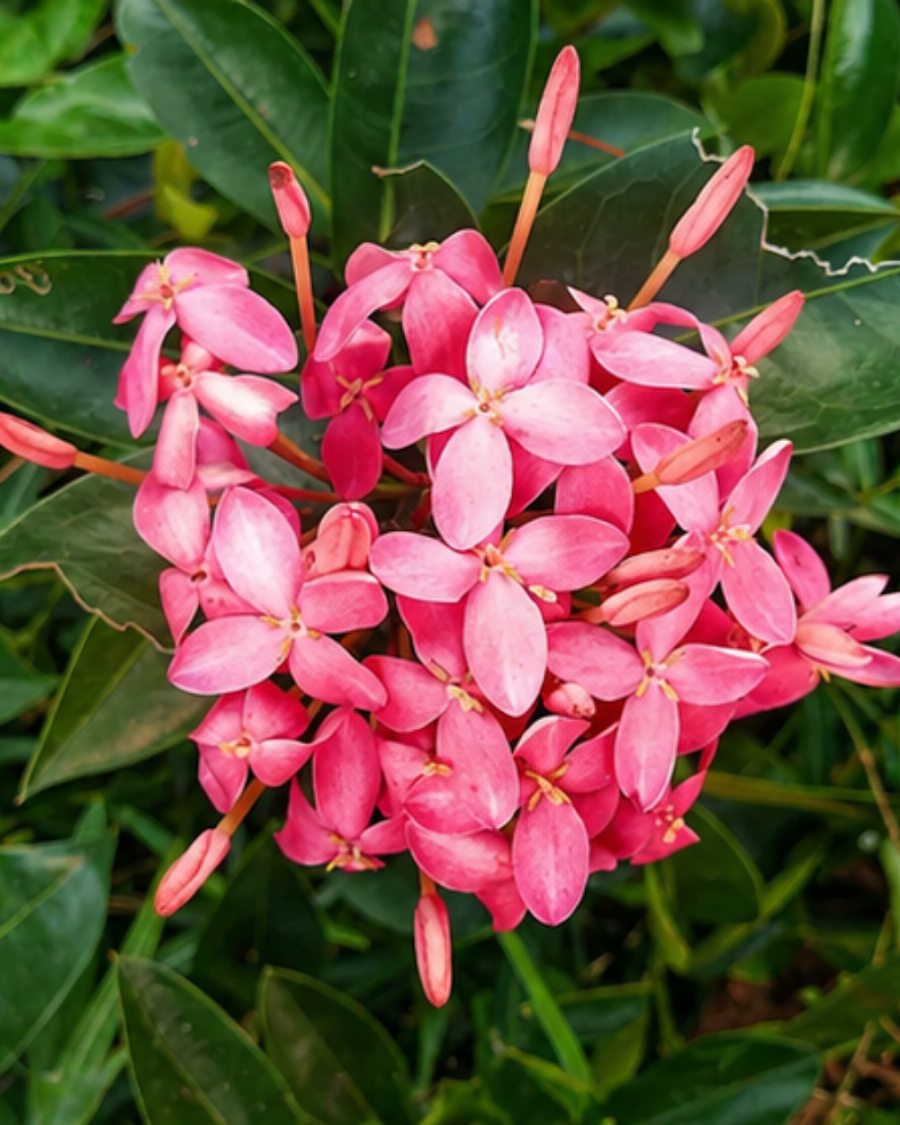 Ixora Pink Plant — view 5