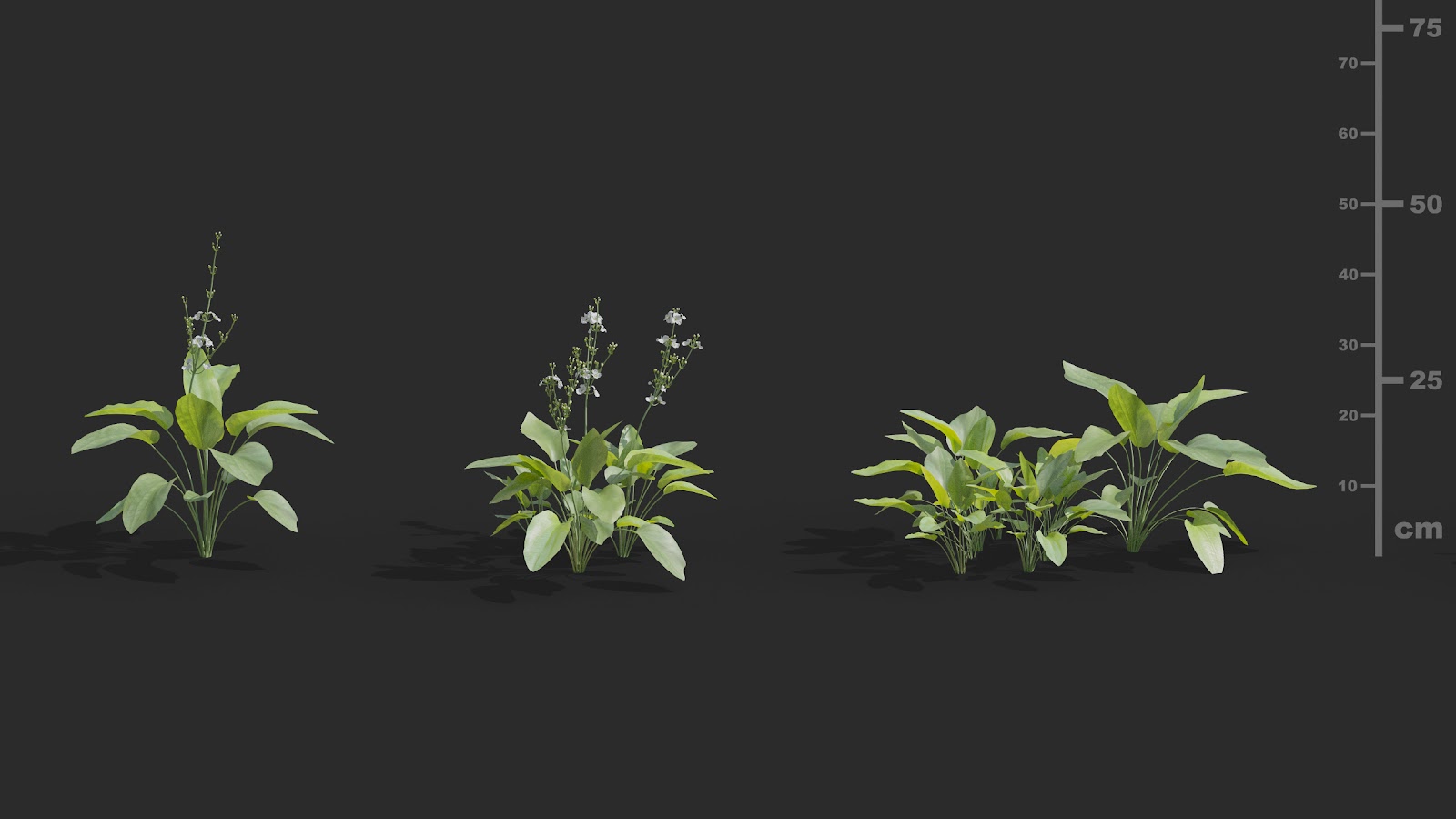 Maxtree - Plant Models Vol.72