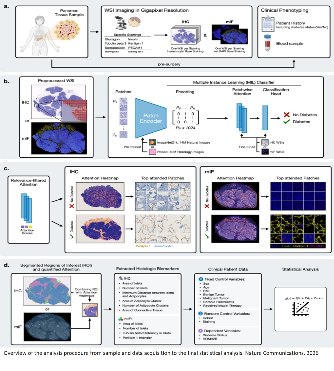 Explainable AI-based analysis of human pancreas sections identifies traits of type 2 diabetes