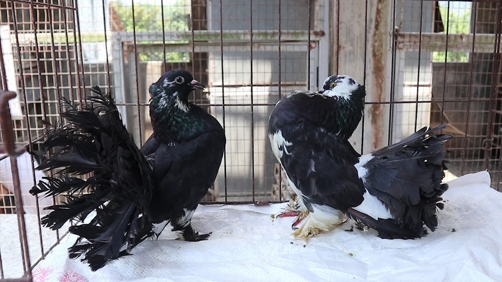 Merpati Kipas 1010071025