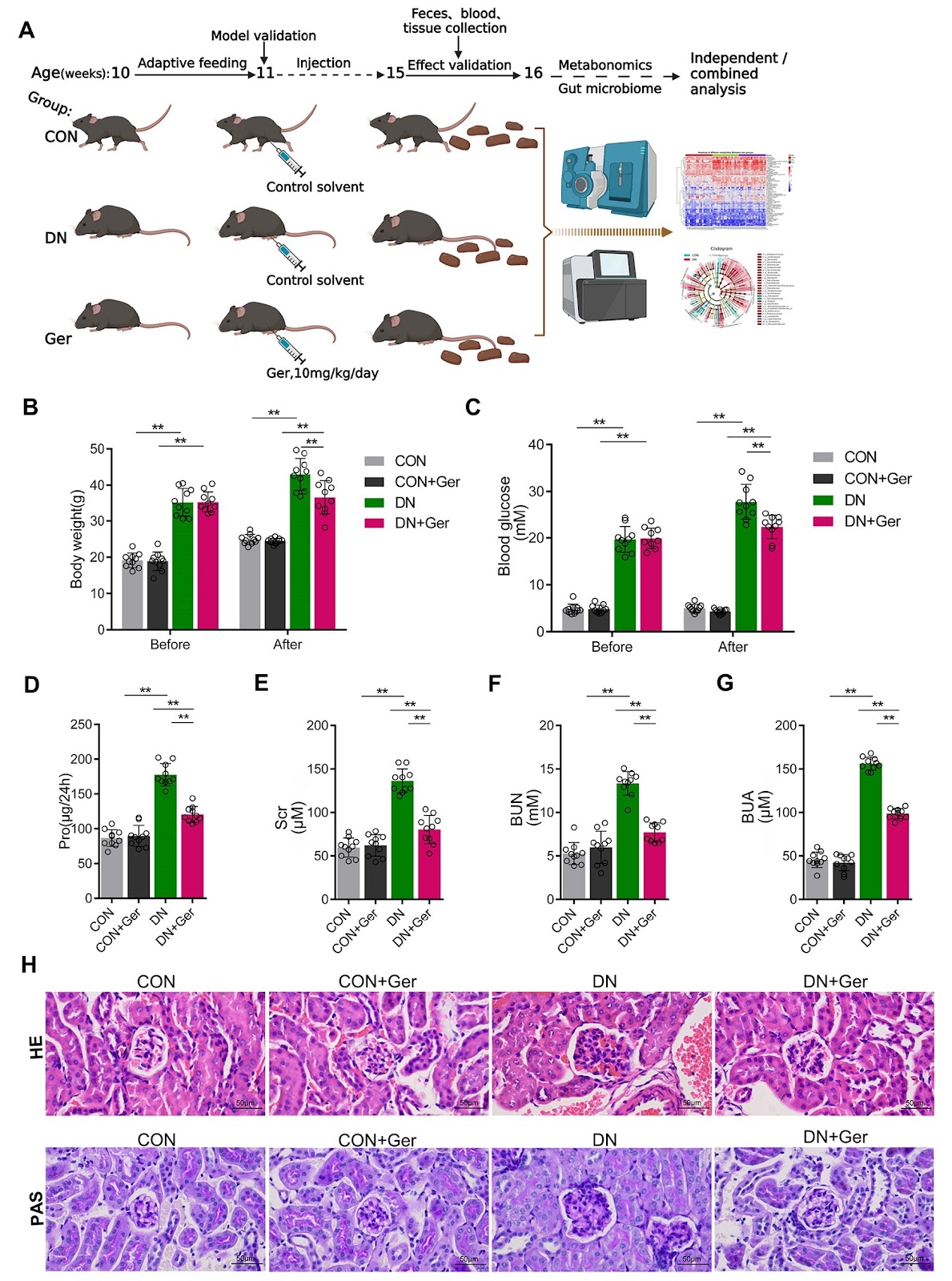 Integrated 16S rRNA sequencing and metabolomic analysis reveals the potential protective mechanism of Germacrone on diabetic nephropathy in mice
