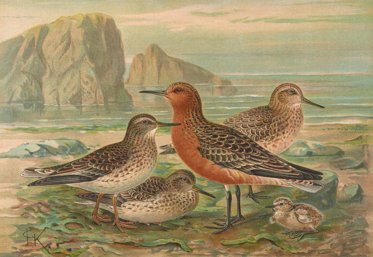Tringa canutus Tringa maritima