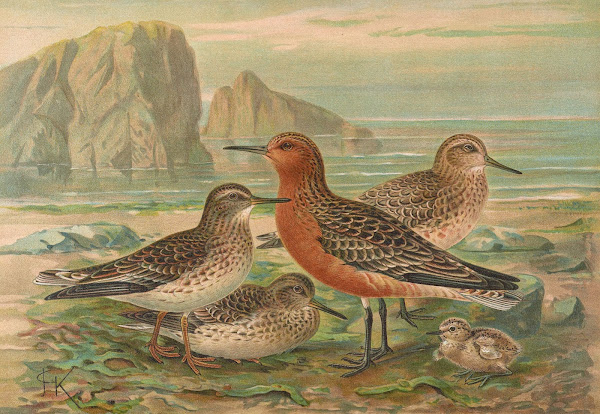 Tringa canutus Tringa maritima