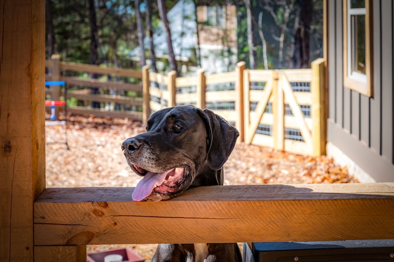 Dog in the fenced yard at Orchard & Vine Mountain Haus, dog-friendly cabin in Ellijay Georgia