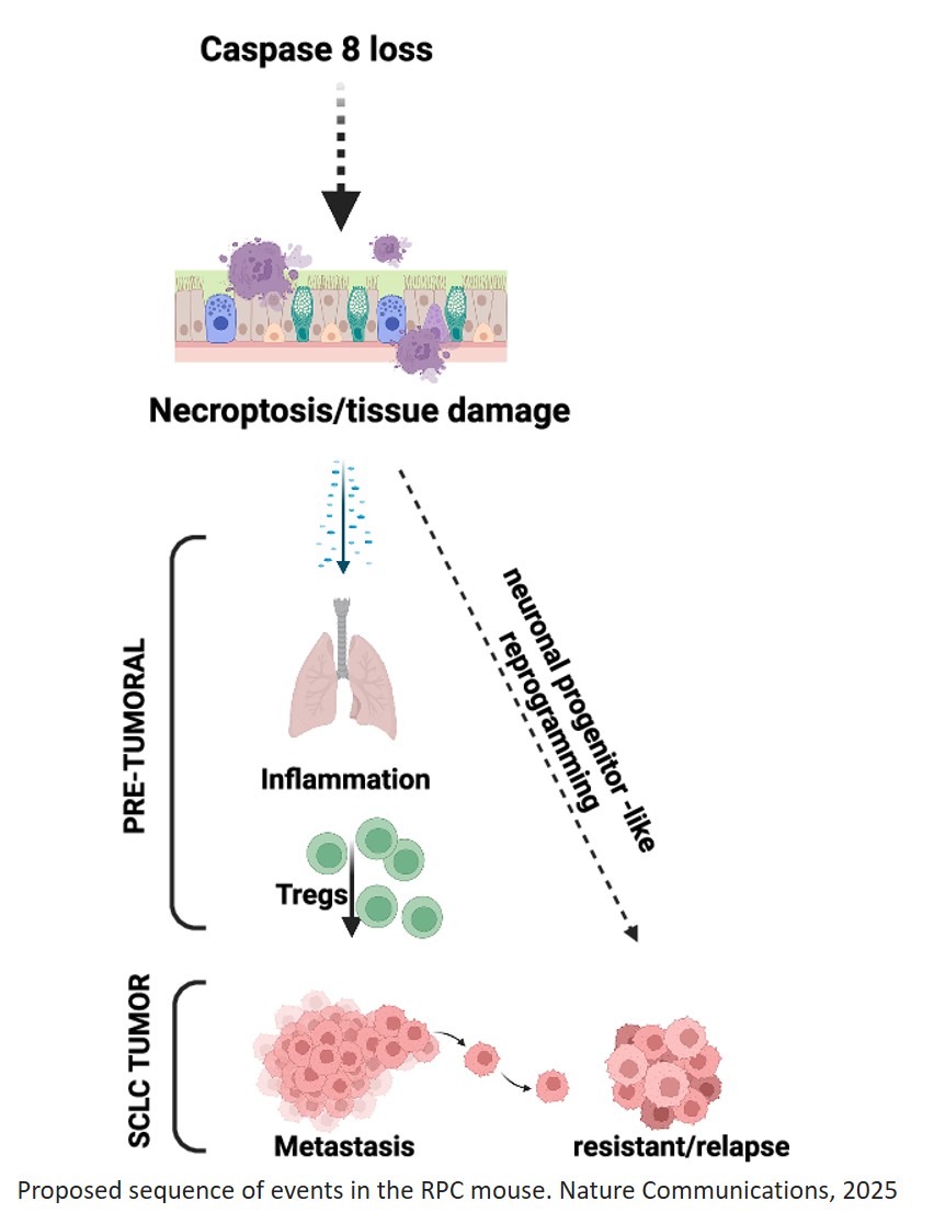 Lack of caspase 8 directs neuronal progenitor-like reprogramming and small cell lung cancer progression