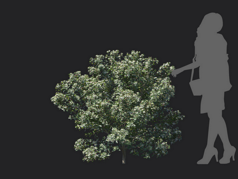 Maxtree - Plant Models Vol.129