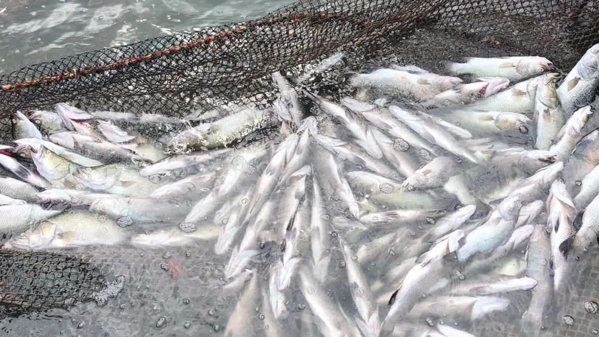 Khẩn trương điều tra nguyên nhân cá chết hàng loạt trên lưu vực các sông - Báo Quảng Trị