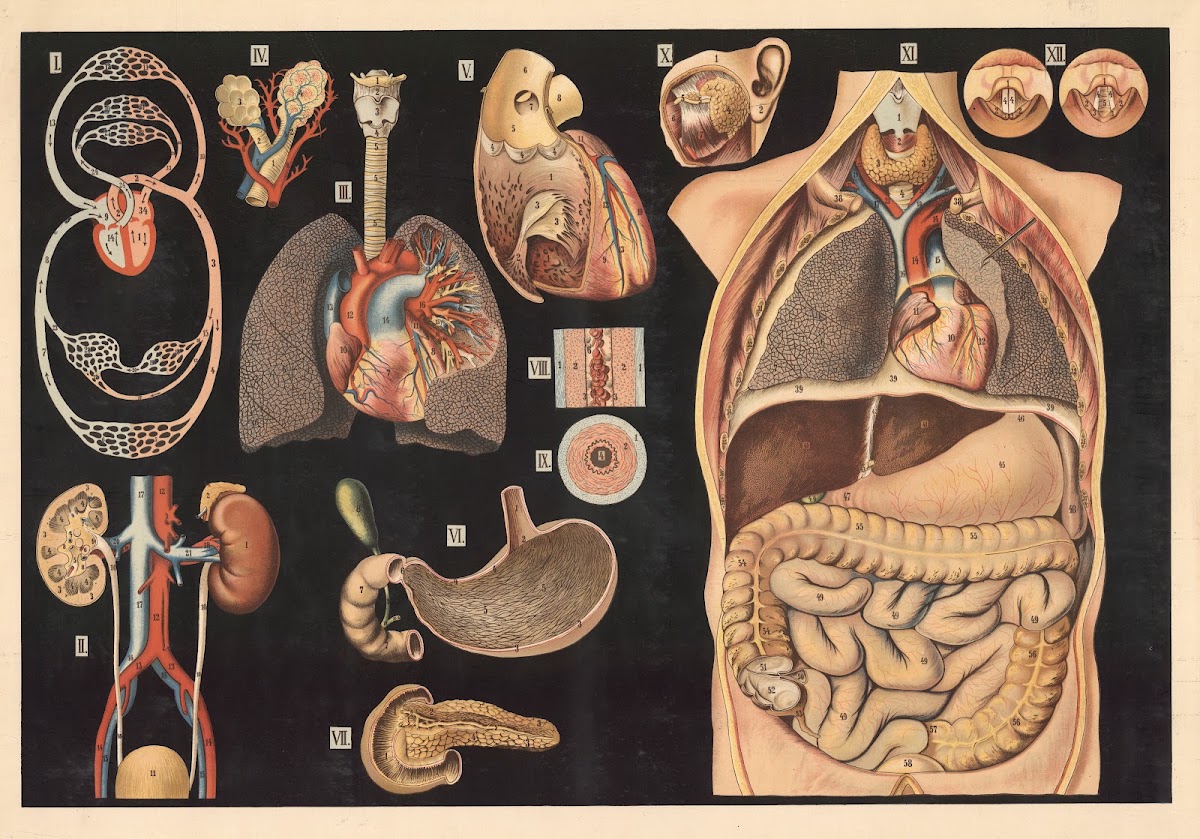Internal organs and blood circulation 1930