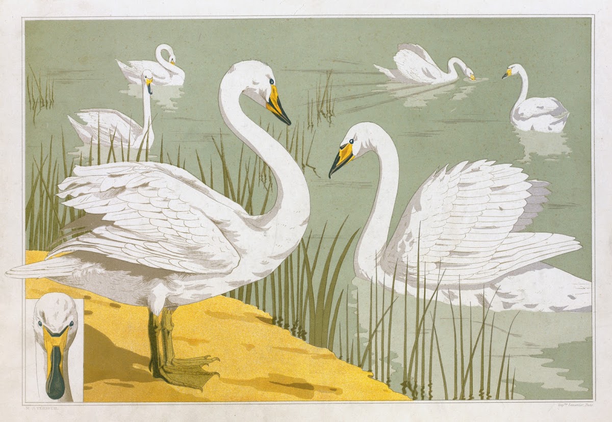 Cygne sauvage 1897