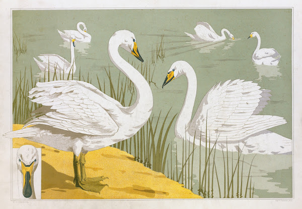 Cygne sauvage 1897
