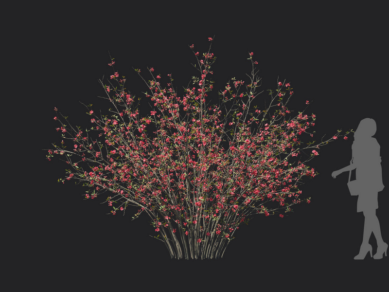 Maxtree - Plant Models Vol.129