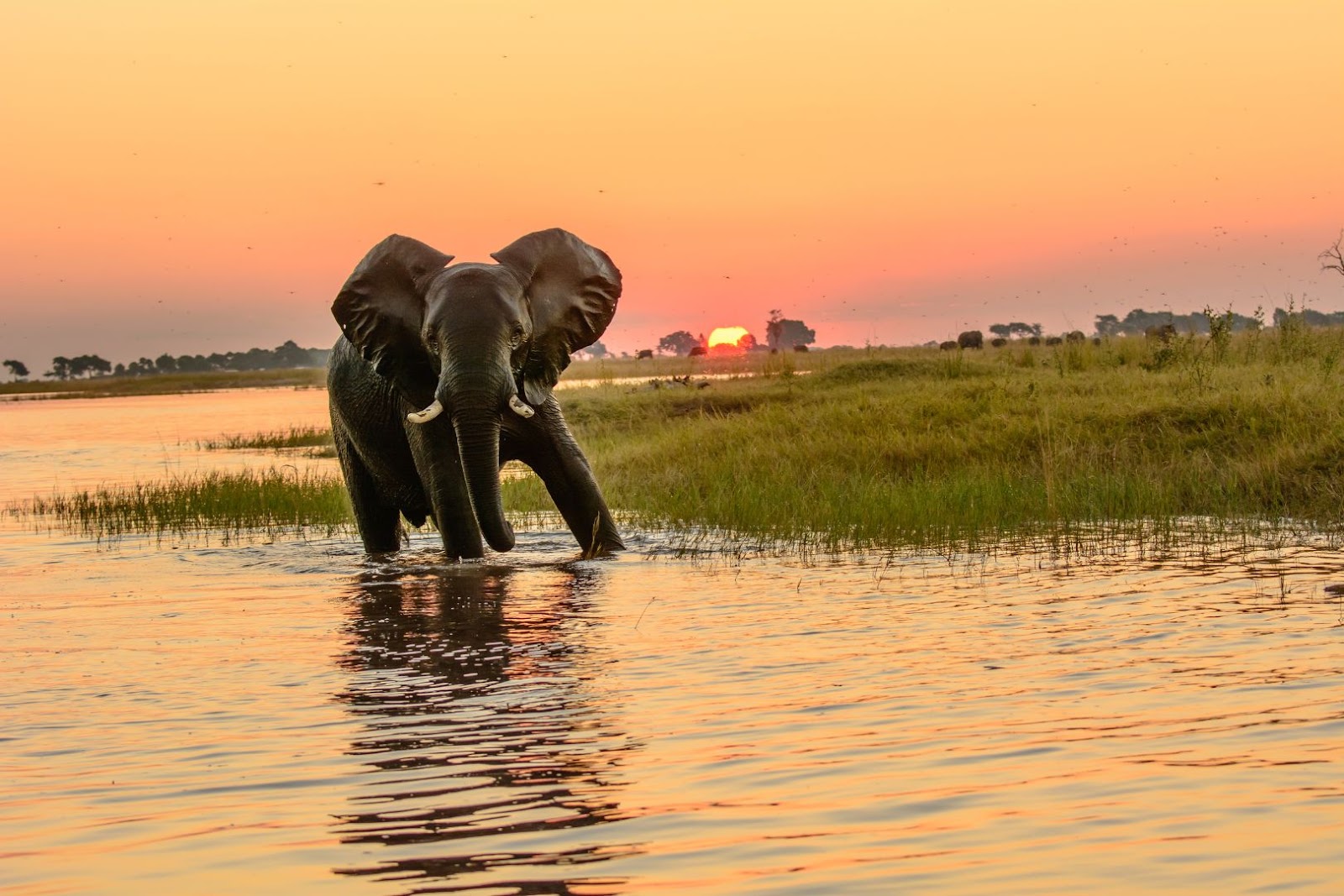 Elephant standing near the water in Chobe, Botswana, beneath a warm sunset sky.