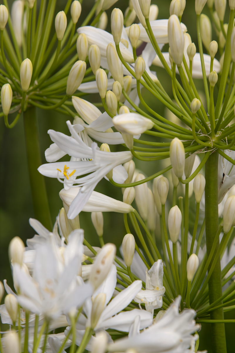 Agapanthus 'Bridal Bouquet' in piena fioritura, giglio africano bianco candido