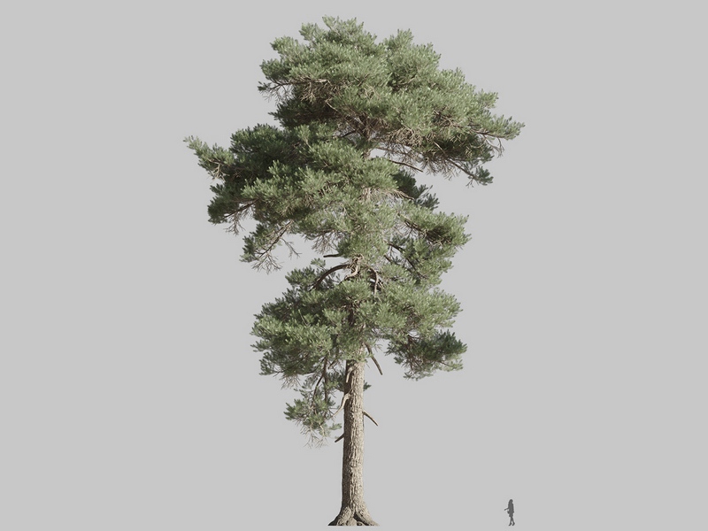 Maxtree - Plant Models Vol.126