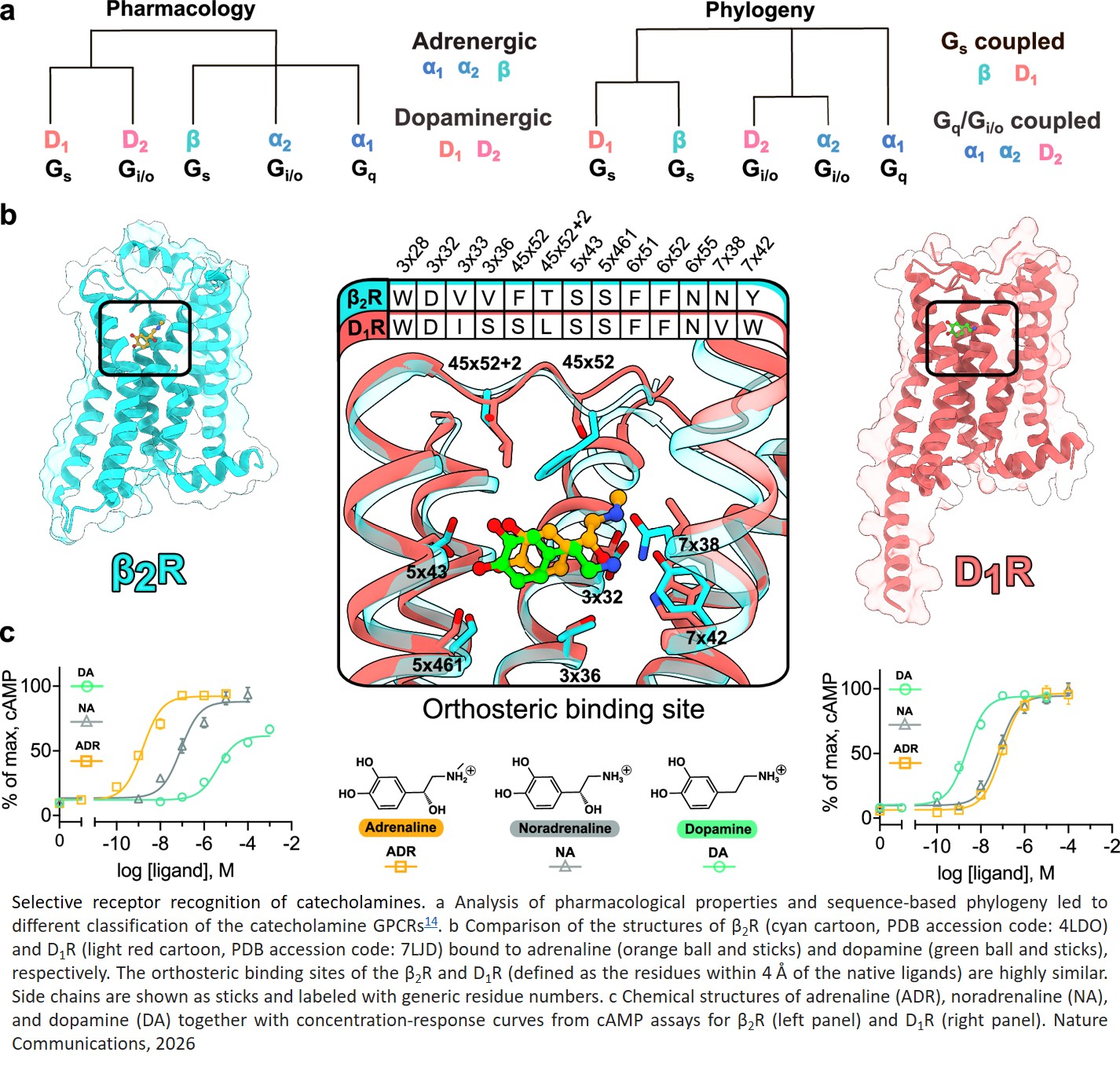 Molecular mechanisms of native ligand  selectivity in catecholamine G protein- coupled receptors