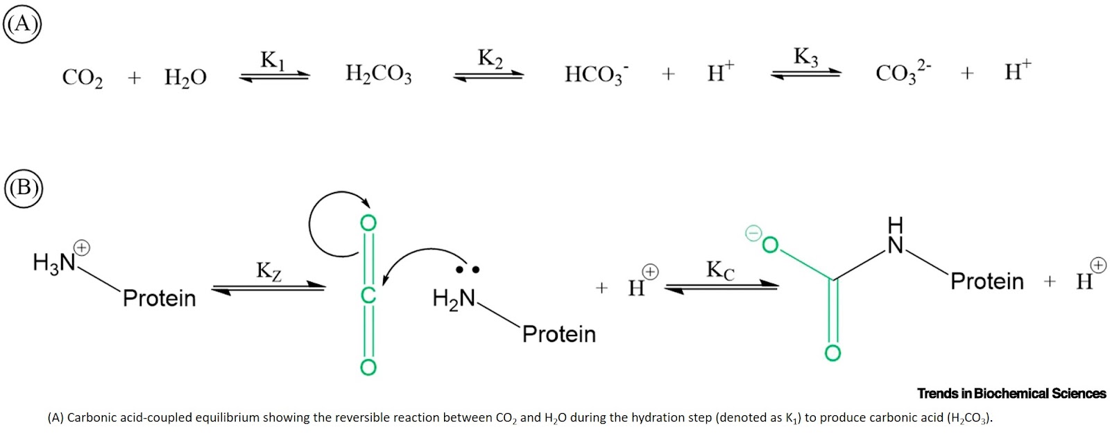 Carbamate post-translational modifications: bridging CO2 biology and protein regulation