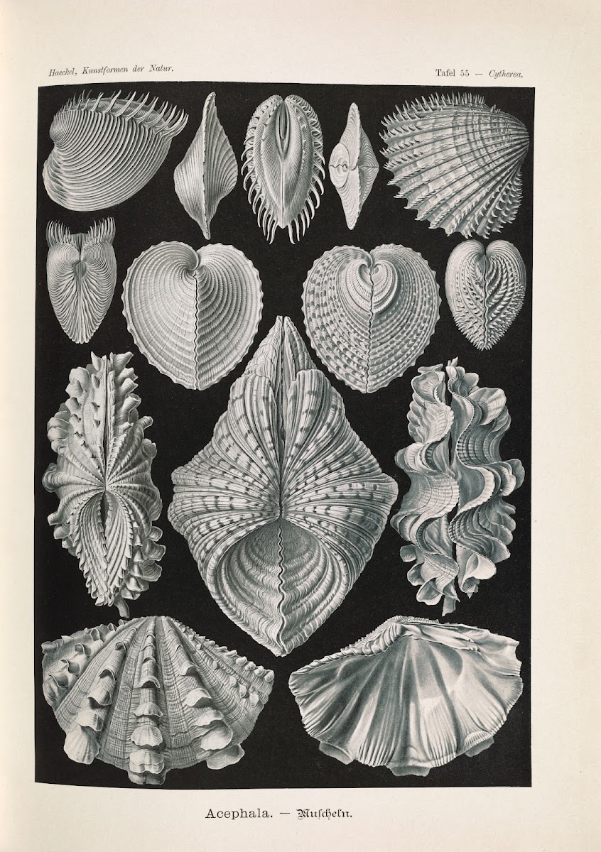 Acephala  Muscheln 1904