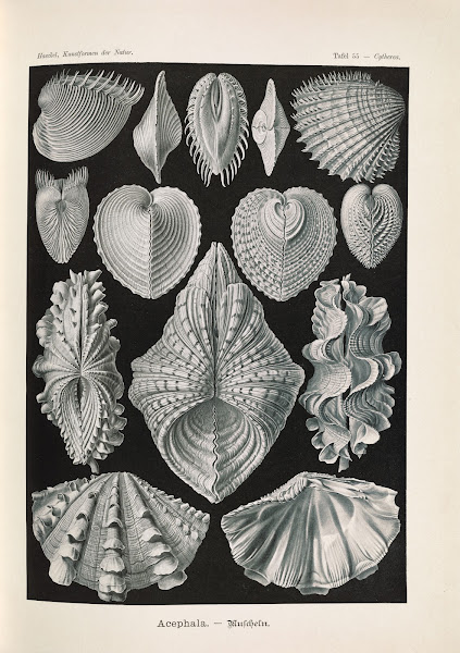 Acephala  Muscheln 1904