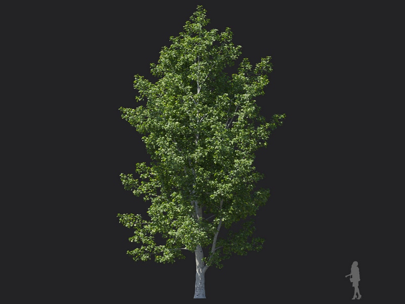 Maxtree - Plant Models Vol.116