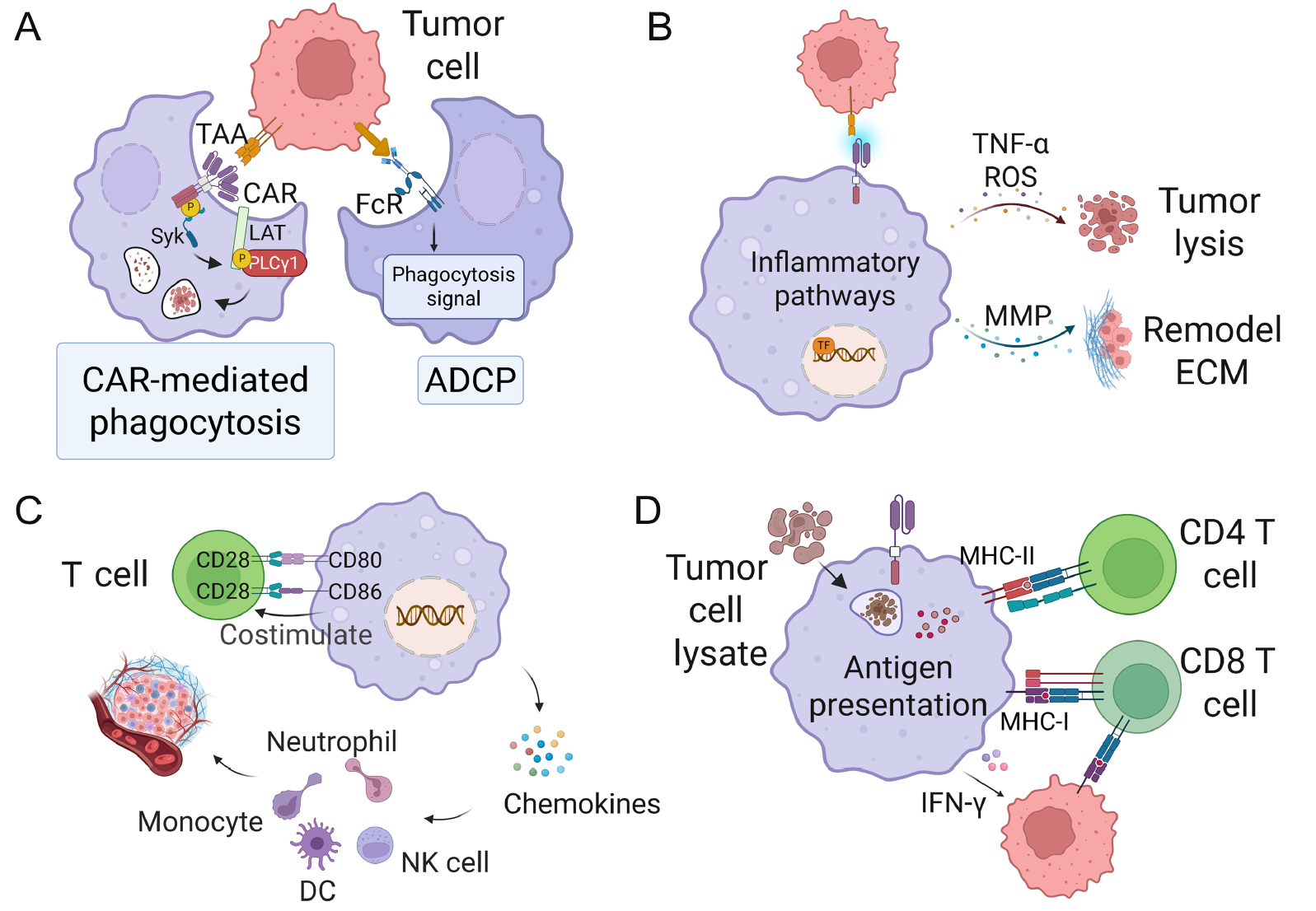 CAR-macrophages: a new chapter in cancer immunotherapy