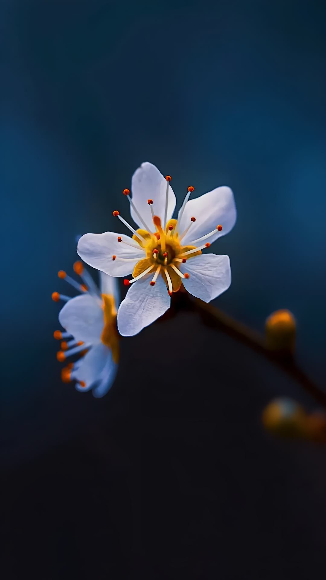 White Blossom with Yellow Center Against Deep Blue - Free 4K mobile Wallpaper