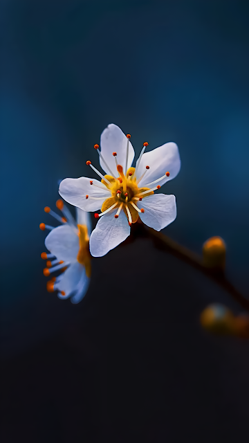 White Blossom with Yellow Center Against Deep Blue - Free mobile Wallpaper