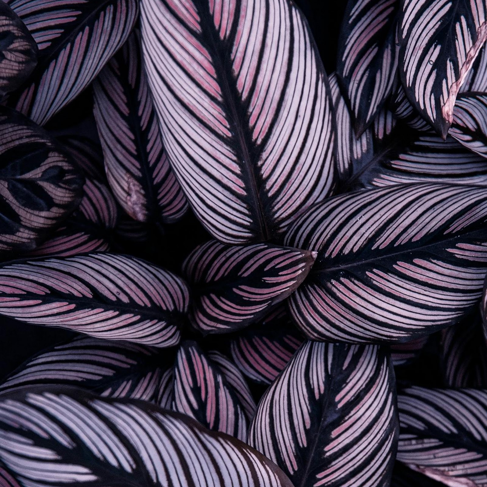 Download Pinstripe Calathea Plant Leaves Full HD iPhone