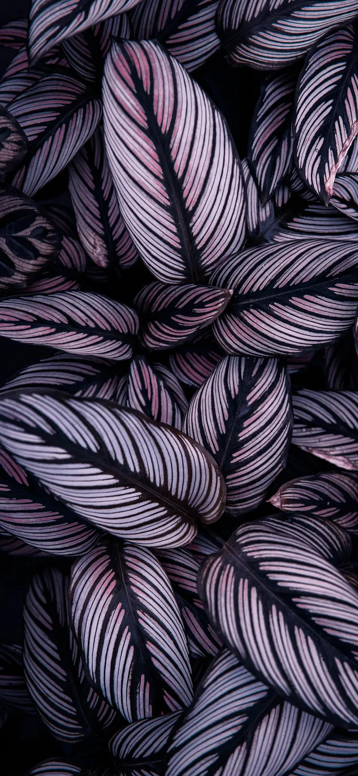 Pinstripe Calathea Plant Leaves - Nature Photography Full HD iPhone Wallpaper (1284x2778)