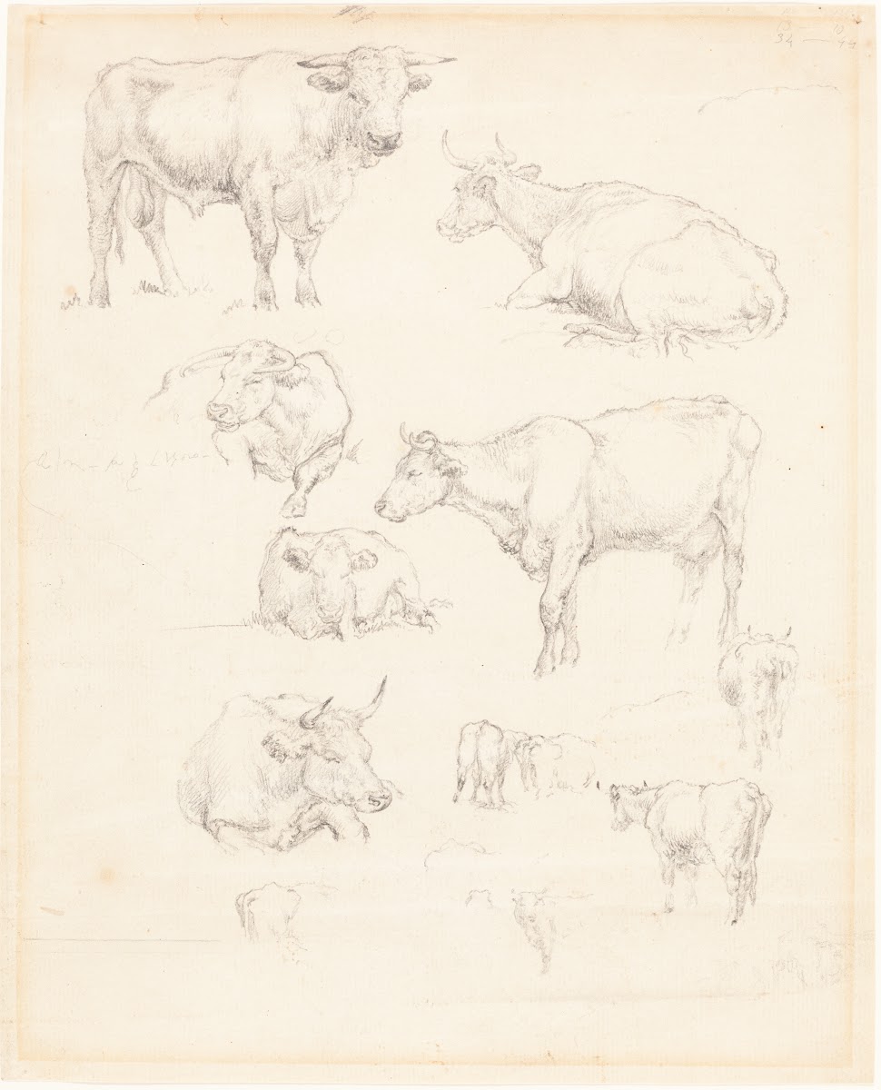 Studies of Cattle