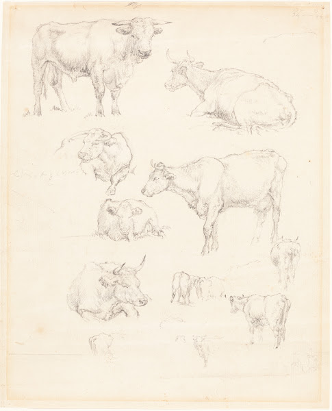 Studies of Cattle