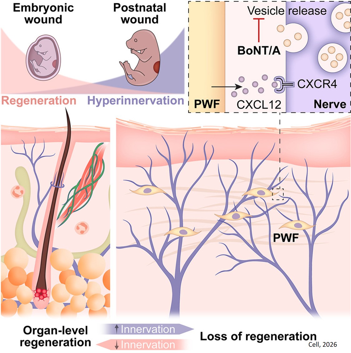 Hyperinnervation inhibits organ-level regeneration in mammalian skin