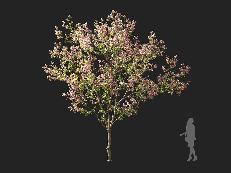 Maxtree - Plant Models Vol.122