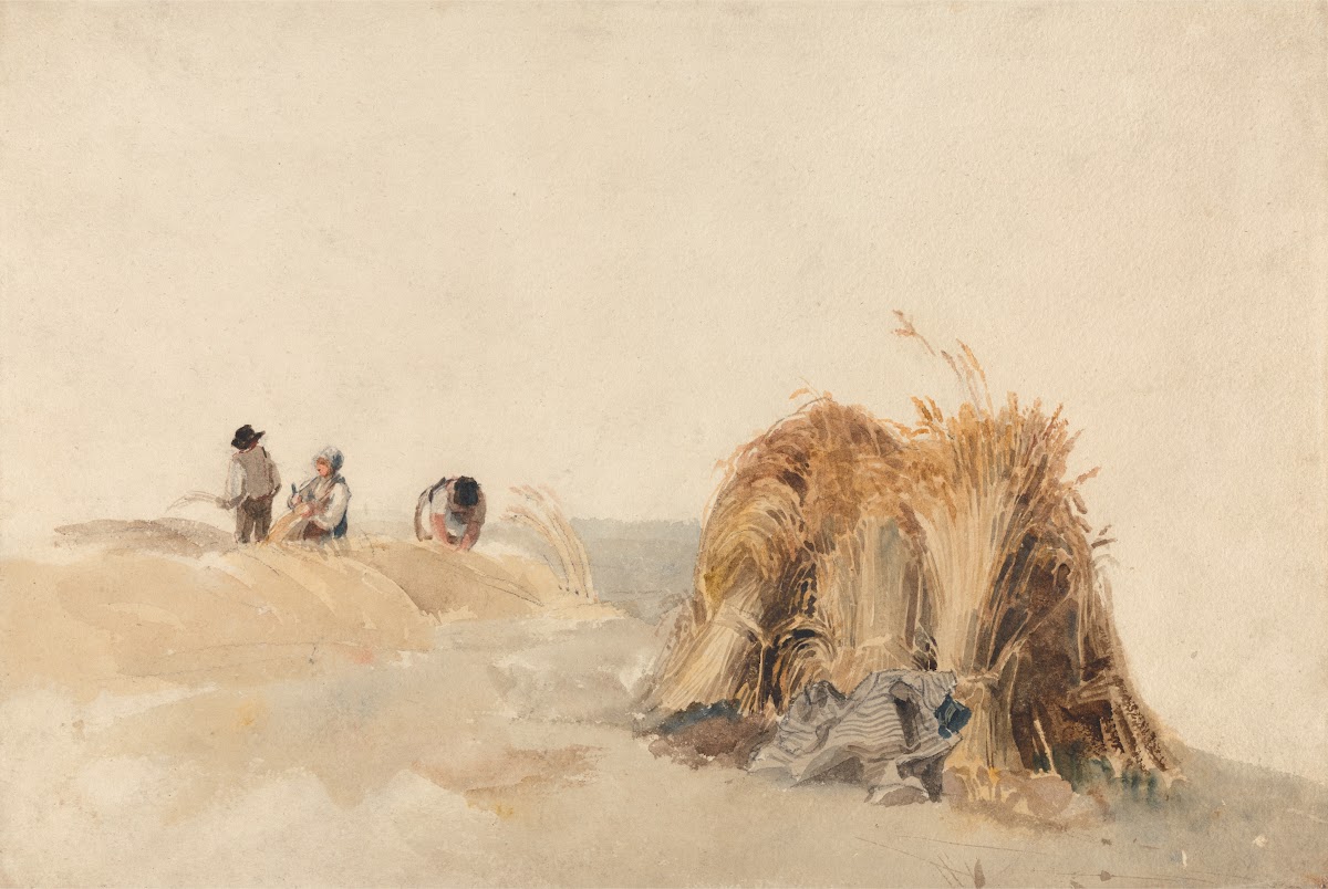 The Cornfield