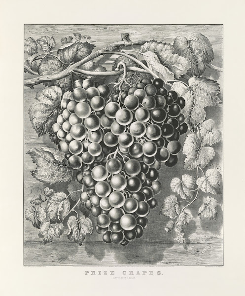 Prize grapes a four pound bunch 1865