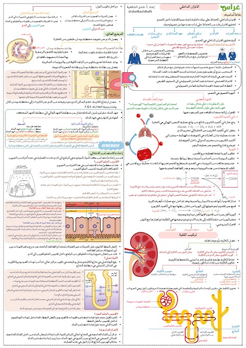 ملخص مركّز في ورقتين للوحدة الرابعة الإتزان الداخلي - أحياء الصف 12 الفصل 1