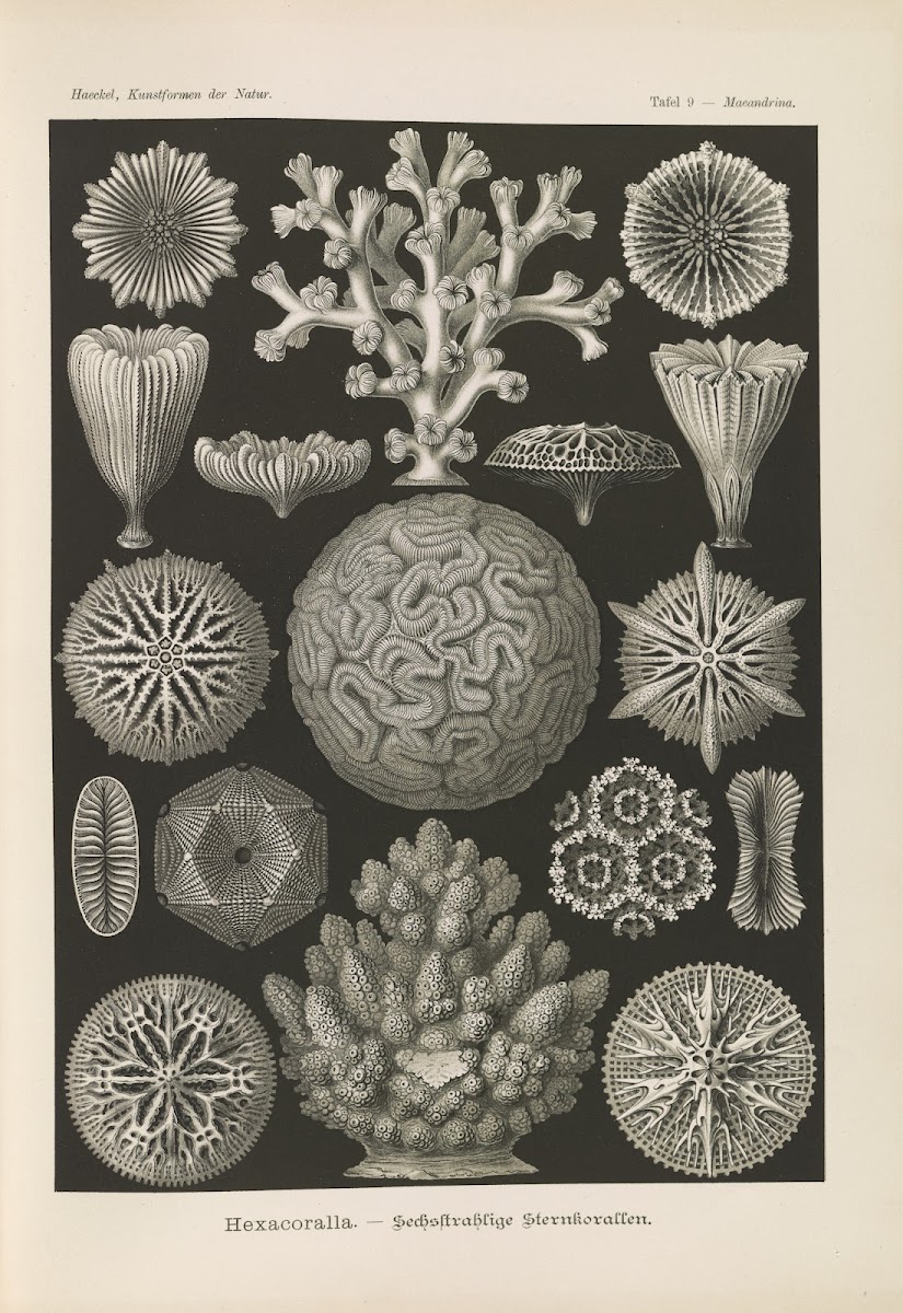 Hexacoralla  Sechsstrahlige Sternkorallen 1904