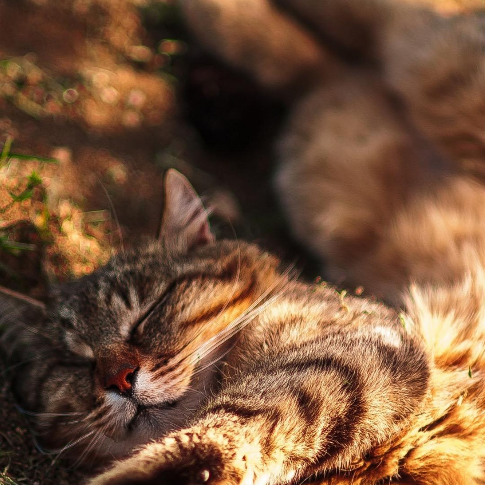 Download Sleeping Tabby Cat in Sunlight Full HD iPhone