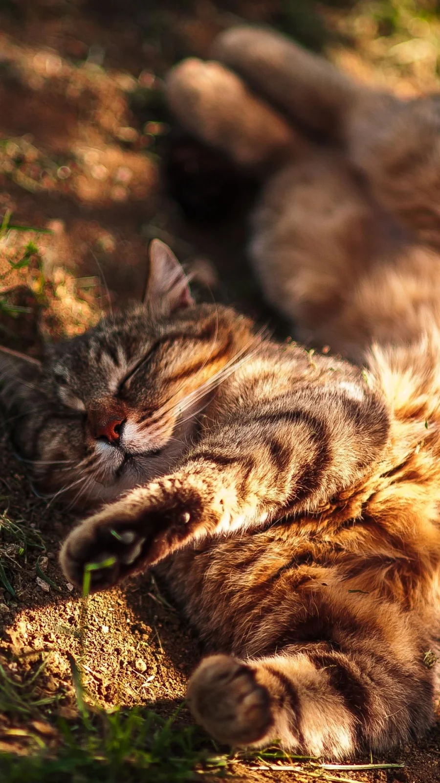 Sleeping Tabby Cat in Sunlight - Pet Photography Full HD iPhone Wallpaper (1080x1920)