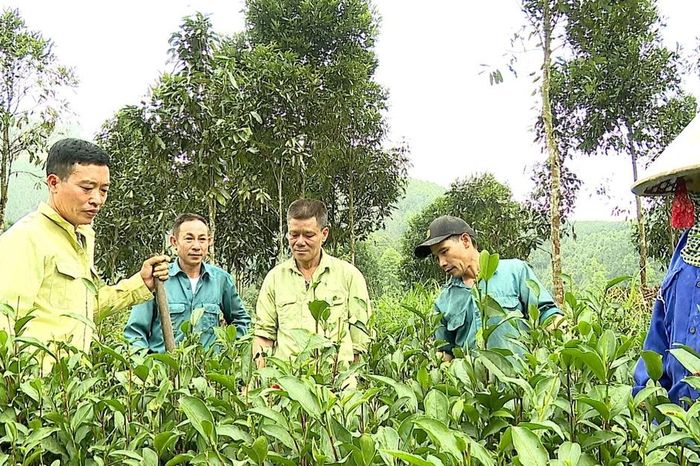 Hướng đi bền vững cho cây chè - Báo Lào Cai
