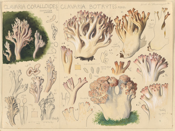 Clavaria coralloides Clavaria botrytes 1915 1945