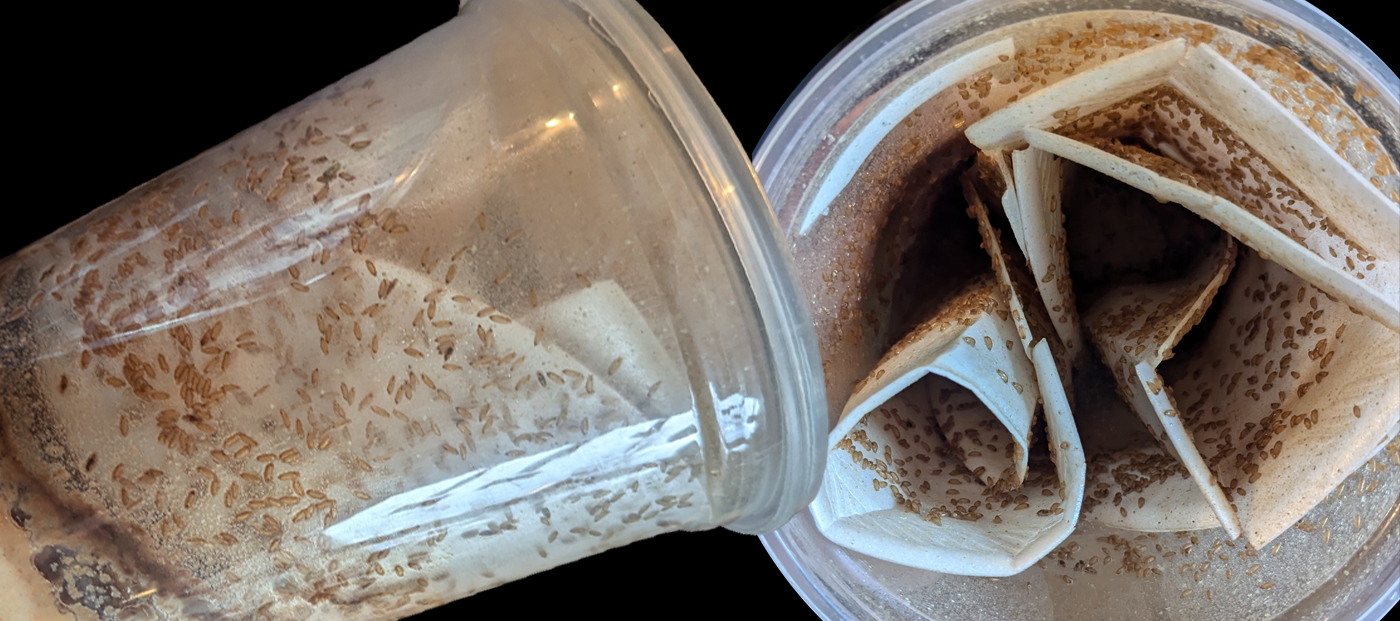 Soupy, Goopy Fruit Fly Cultures: Why They Happen and How to Stop the Slime