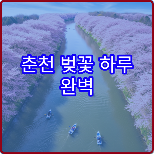 춘천 벚꽃 하루 완벽 동선 부귀리+공지천 초보 시간표
