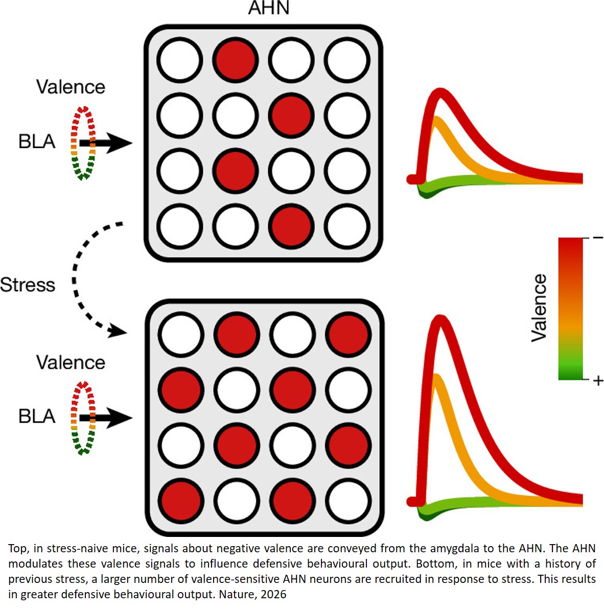 An amygdala to anterior hypothalamic circuit gates stress sensitivity