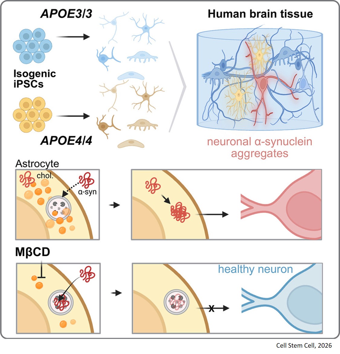 Cholesterol dysregulation in APOE4 astrocytes promotes α-synuclein pathology in miBrains