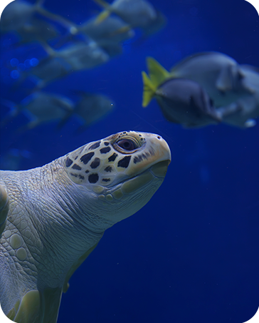Entrada Acuario Inbursa · foto 1