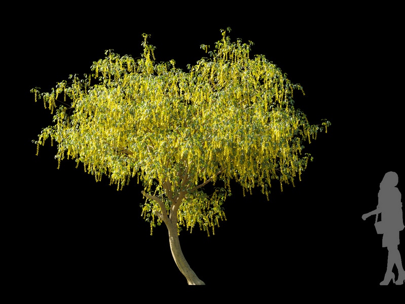 Maxtree - Plant Models Vol.120