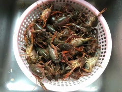 Ngâm tôm hùm nước ngọt vào trong nước một lúc, sau đó rửa sạch tôm tươi với nhiều nước, vớt tôm ra để ráo nước. Bóc sạch vỏ tỏi, đạp hơi dập. Cạo sạch vỏ gừng tươi, rửa sạch, cắt lát mỏng.