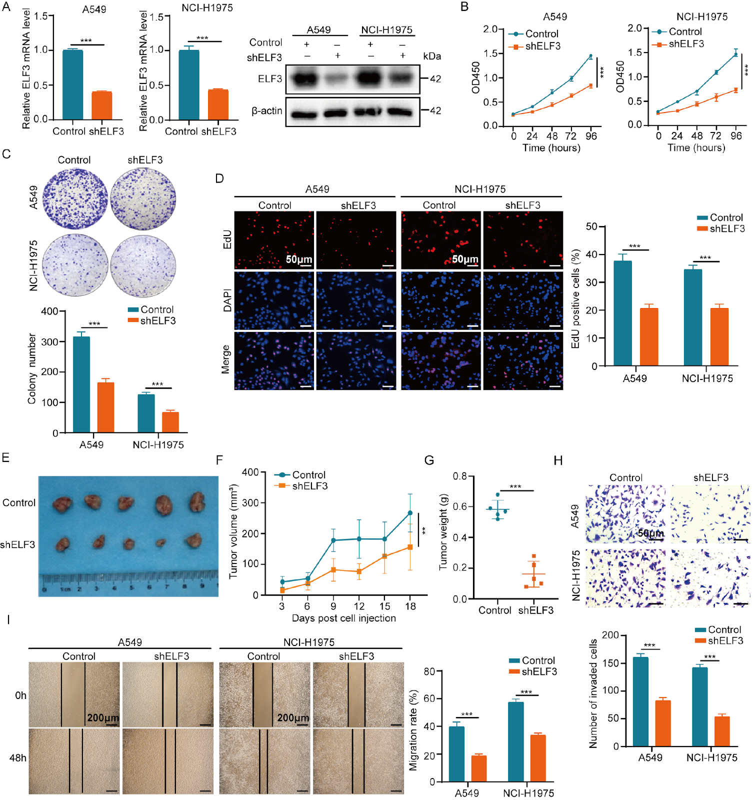 USP18-stabilized ELF3 drives glycolysis and malignant progression in lung adenocarcinoma
