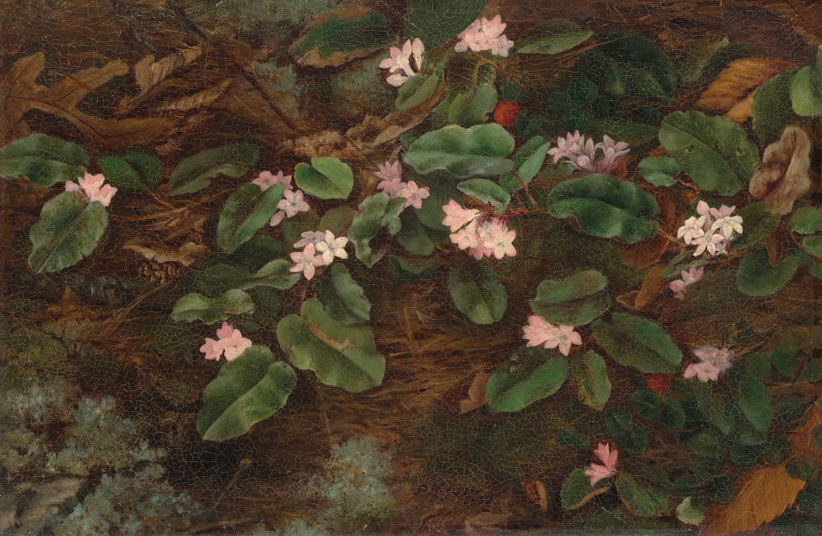 Trailing Arbutus 1863