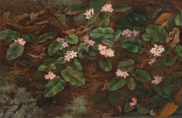 Trailing Arbutus 1863